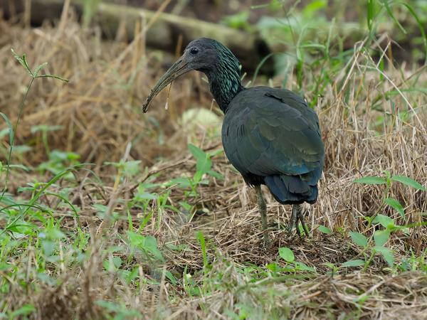<h3><a href="/trips/costa-rica/biota/animalia/chordata/aves/015 pelecaniformes/001 threskiornithidae/mesembrinibis cayennensis/mesembrinibis cayennensis-nl.html">Mesembrinibis&nbsp;cayennensis</a> / Green&nbsp;ibis / Groene&nbsp;ibis</h3>OM-1 Mark II met OLYMPUS M.150-400mm F4.5, 1/2000 sec  bij F4.5, ISO 5000, afstand 19.7&nbsp;m